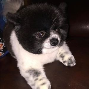 Meet your Posher, Priscilla